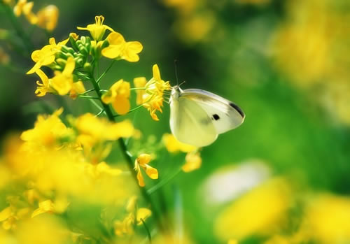 詹姓兔年女生如何取一个100分的名字